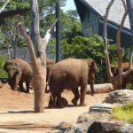 die elefanten im taronga zoo