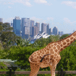 giraffe und opera im taronga zoo