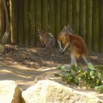 kangaroo im taronga zoo