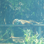 tiger im schlaf - taronga zoo